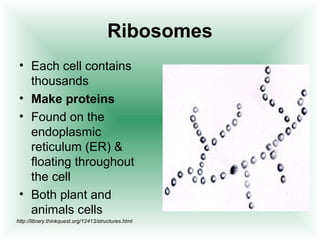 Ribosomes 
• Each cell contains 
thousands 
• Make proteins 
• Found on the 
endoplasmic 
reticulum (ER) & 
floating throughout 
the cell 
• Both plant and 
animals cells 
http://library.thinkquest.org/12413/structures.html 
 