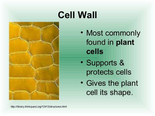 Cell Structure and Function