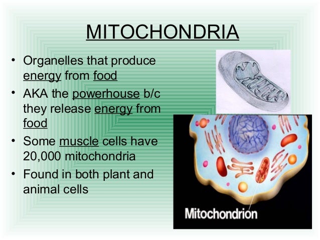 Cell Structure and Function