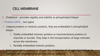 CELL MEMBRANE
2. Cholestrol – provides regidity and stability to phospholipid bilayer.
• Proteins (50%) _ two types:
1. Integral proteins or intrensic proteins_ they are embedded in phospholipid
bilayer.
1. Totally embedded intrensic proteins or transmembrane proteins or
channels or tunnels. They help in the transportation of large molcules
across the membrane.
2. Partially embedded intrensic proteins.
2. Extrensic proteins_ present on the on the peripheries of phospholipid bilayer. It
mantains cell shape and catalyse the cellular reactions.
 