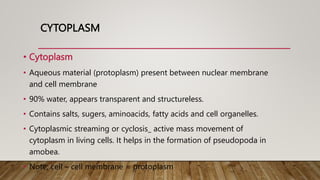 CYTOPLASM
• Cytoplasm
• Aqueous material (protoplasm) present between nuclear membrane
and cell membrane
• 90% water, appears transparent and structureless.
• Contains salts, sugers, aminoacids, fatty acids and cell organelles.
• Cytoplasmic streaming or cyclosis_ active mass movement of
cytoplasm in living cells. It helps in the formation of pseudopoda in
amobea.
• Note; cell – cell membrane = protoplasm
 