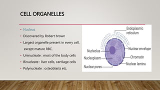CELL ORGANELLES
• Nucleus
• Discovered by Robert brown
• Largest organelle present in every cell,
except mature RBC.
• Uninucleate : most of the body cells
• Binucleate : liver cells, cartilage cells
• Polynucleate : osteoblasts etc.
 