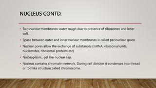 NUCLEUS CONTD.
• Two nuclear membranes: outer rough due to presence of ribosomes and inner
soft.
• Space between outer and inner nuclear membranes is called perinuclear space.
• Nuclear pores allow the exchange of substances (mRNA, ribosomal units,
nucleotides, ribosomal proteins etc)
• Nucleoplasm_ gel like nuclear sap.
• Nucleus contains chromatin network. During cell division it condenses into thread
or rod like structure called chromosome.
 