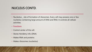 NUCLEUS CONTD.
• Nucleolus _ site of formation of ribosomes. Every cell may possess one or few
nucleolus containing large amount of DNA and RNA. It controls all cellular
activities.
• Functions
• Control center of the cell.
• Stores Heridetry info (DNA)
• Makes RNA and proteins
• Makes ribosomes (nucleolus)
 