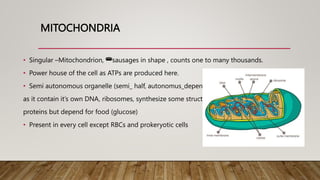 MITOCHONDRIA
• Singular –Mitochondrion, 🌭sausages in shape , counts one to many thousands.
• Power house of the cell as ATPs are produced here.
• Semi autonomous organelle (semi_ half, autonomus_dependent)
as it contain it’s own DNA, ribosomes, synthesize some structural
proteins but depend for food (glucose)
• Present in every cell except RBCs and prokeryotic cells
 