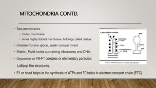 MITOCHONDRIA CONTD.
• Two membranes
• Outer membrane
• Inner highly folded membrane. Foldings called cristae.
• Intermembrane space_ outer compartment
• Matrix_ Fluid inside containing ribosomes and DNA.
• Oxysomes or F0-F1 complex or elementary particles:
Lollipop like structures.
• F1 or head helps in the synthesis of ATPs and F0 helps in electron transport chain (ETC)
 