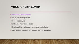 MITOCHONDRIA CONTD.
• Functions of mitochondria
• Site of cellular respiration
• Site of Kreb‘s cycle
• Synthesize many amino acids
• Help in yolk formation during development of ovum
• Form middle peice of sperm during sperm maturation.
 