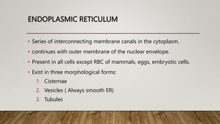 ENDOPLASMIC RETICULUM
• Series of interconnecting membrane canals in the cytoplasm.
• continues with outer membrane of the nuclear envelope.
• Present in all cells except RBC of mammals, eggs, embryotic cells.
• Exist in three morphological forms:
1. Cisternae
2. Vesicles ( Always smooth ER)
3. Tubules
 