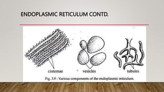 ENDOPLASMIC RETICULUM CONTD.
 