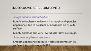 ENDOPLASMIC RETICULUM CONTD.
• Rough endoplasmic reticulum
• Rough endoplasmic reticulum has rough and granular
appearance due to presence of ribosomes on its outer
surface.
• Mainly cisternae and very few tubular forms are rough.
• Smooth endoplasmic reticulum
• Smooth appearance because it lacks ribosomes on its
surface. It is continues with RER.
 