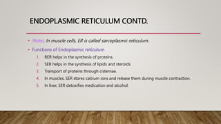 ENDOPLASMIC RETICULUM CONTD.
• Note ; In muscle cells, ER is called sarcoplasmic reticulum.
• Functions of Endoplasmic reticulum
1. RER helps in the synthesis of proteins.
2. SER helps in the synthesis of lipids and steroids.
3. Transport of proteins through cisternae.
4. In muscles, SER stores calcium ions and release them during muscle contraction.
5. In liver, SER detoxifies medication and alcohol.
 