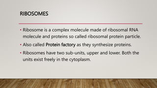 RIBOSOMES
• Ribosome is a complex molecule made of ribosomal RNA
molecule and proteins so called ribosomal protein particle.
• Also called Protein factory as they synthesize proteins.
• Ribosomes have two sub-units, upper and lower. Both the
units exist freely in the cytoplasm.
 
