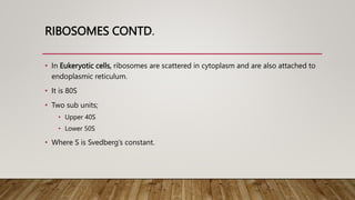 RIBOSOMES CONTD.
• In Eukeryotic cells, ribosomes are scattered in cytoplasm and are also attached to
endoplasmic reticulum.
• It is 80S
• Two sub units;
• Upper 40S
• Lower 50S
• Where S is Svedberg’s constant.
 