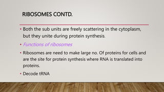 RIBOSOMES CONTD.
• Both the sub units are freely scattering in the cytoplasm,
but they unite during protein synthesis.
• Functions of ribosomes
• Ribosomes are need to make large no. Of proteins for cells and
are the site for protein synthesis where RNA is translated into
proteins.
• Decode tRNA
 