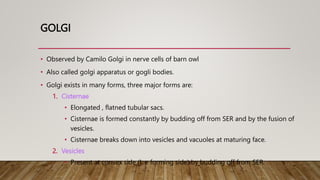 GOLGI
• Observed by Camilo Golgi in nerve cells of barn owl
• Also called golgi apparatus or gogli bodies.
• Golgi exists in many forms, three major forms are:
1. Cisternae
• Elongated , flatned tubular sacs.
• Cisternae is formed constantly by budding off from SER and by the fusion of
vesicles.
• Cisternae breaks down into vesicles and vacuoles at maturing face.
2. Vesicles
• Present at convex side (I, e forming side) by budding off from SER.
 