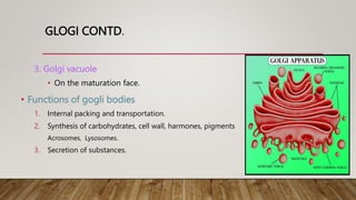 GLOGI CONTD.
3. Golgi vacuole
• On the maturation face.
• Functions of gogli bodies
1. Internal packing and transportation.
2. Synthesis of carbohydrates, cell wall, harmones, pigments
Acrosomes, Lysosomes.
3. Secretion of substances.
 