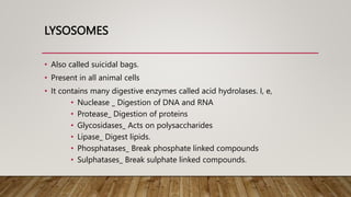 LYSOSOMES
• Also called suicidal bags.
• Present in all animal cells
• It contains many digestive enzymes called acid hydrolases. I, e,
• Nuclease _ Digestion of DNA and RNA
• Protease_ Digestion of proteins
• Glycosidases_ Acts on polysaccharides
• Lipase_ Digest lipids.
• Phosphatases_ Break phosphate linked compounds
• Sulphatases_ Break sulphate linked compounds.
 