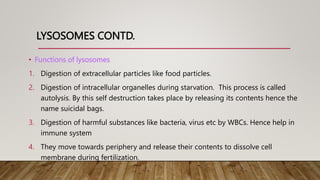 LYSOSOMES CONTD.
• Functions of lysosomes
1. Digestion of extracellular particles like food particles.
2. Digestion of intracellular organelles during starvation. This process is called
autolysis. By this self destruction takes place by releasing its contents hence the
name suicidal bags.
3. Digestion of harmful substances like bacteria, virus etc by WBCs. Hence help in
immune system
4. They move towards periphery and release their contents to dissolve cell
membrane during fertilization.
 