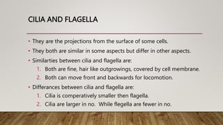 CILIA AND FLAGELLA
• They are the projections from the surface of some cells.
• They both are similar in some aspects but differ in other aspects.
• Similarties between cilia and flagella are:
1. Both are fine, hair like outgrowings, covered by cell membrane.
2. Both can move front and backwards for locomotion.
• Differances between cilia and flagella are:
1. Cilia is comperatively smaller then flagella.
2. Cilia are larger in no. While flegella are fewer in no.
 