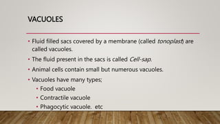 VACUOLES
• Fluid filled sacs covered by a membrane (called tonoplast) are
called vacuoles.
• The fluid present in the sacs is called Cell-sap.
• Animal cells contain small but numerous vacuoles.
• Vacuoles have many types;
• Food vacuole
• Contractile vacuole
• Phagocytic vacuole. etc
 