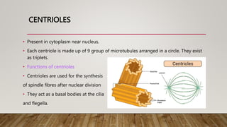 CENTRIOLES
• Present in cytoplasm near nucleus.
• Each centriole is made up of 9 group of microtubules arranged in a circle. They exist
as triplets.
• Functions of centrioles
• Centrioles are used for the synthesis
of spindle fibres after nuclear division
• They act as a basal bodies at the cilia
and flegella.
 