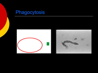 Cell structure and function (Miller and Levine Biology chapter 7) | PPT