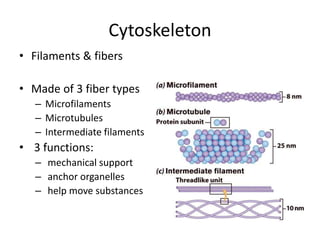 cell structure and function first lecture.pptx