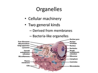 Organelle Computer cell structure and function first lecture.pptx