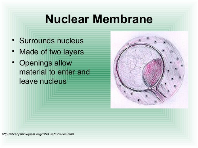 Cell structure and functions