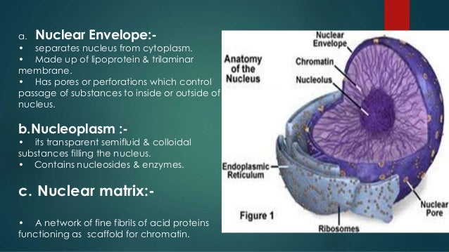 Cell structure and functions