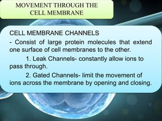 MOVEMENT THROUGH THE
CELL MEMBRANE
CELL MEMBRANE CHANNELS
- Consist of large protein molecules that extend
one surface of cell membranes to the other.
1. Leak Channels- constantly allow ions to
pass through.
2. Gated Channels- limit the movement of
ions across the membrane by opening and closing.
 