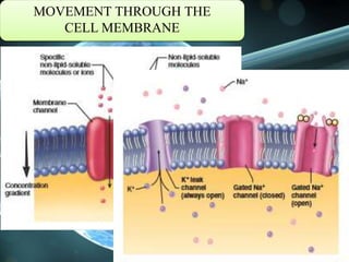 MOVEMENT THROUGH THE
CELL MEMBRANE
 