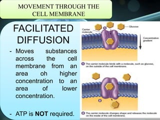 MOVEMENT THROUGH THE
CELL MEMBRANE
FACILITATED
DIFFUSION
- Moves substances
across the cell
membrane from an
area oh higher
concentration to an
area of lower
concentration.
- ATP is NOT required.
 