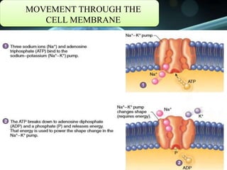 MOVEMENT THROUGH THE
CELL MEMBRANE
 
