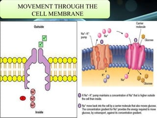 MOVEMENT THROUGH THE
CELL MEMBRANE
 
