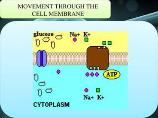 MOVEMENT THROUGH THE
CELL MEMBRANE
 