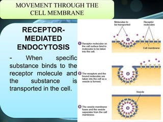 MOVEMENT THROUGH THE
CELL MEMBRANE
RECEPTOR-
MEDIATED
ENDOCYTOSIS
- When specific
substance binds to the
receptor molecule and
the substance is
transported in the cell.
 