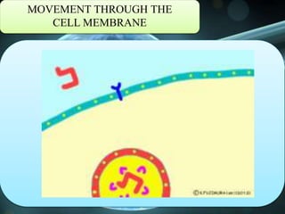 MOVEMENT THROUGH THE
CELL MEMBRANE
 