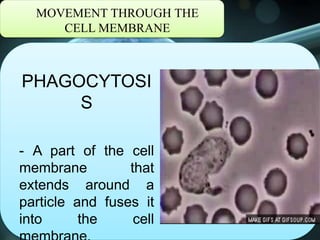 MOVEMENT THROUGH THE
CELL MEMBRANE
PHAGOCYTOSI
S
- A part of the cell
membrane that
extends around a
particle and fuses it
into the cell
 