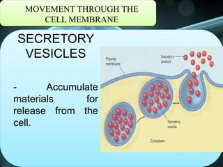 MOVEMENT THROUGH THE
CELL MEMBRANE
SECRETORY
VESICLES
- Accumulate
materials for
release from the
cell.
 