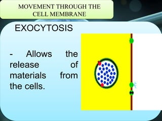 MOVEMENT THROUGH THE
CELL MEMBRANE
EXOCYTOSIS
- Allows the
release of
materials from
the cells.
 
