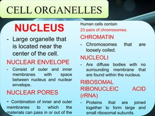 CELL ORGANELLES
NUCLEUS
- Large organelle that
is located near the
center of the cell.
NUCLEAR ENVELOPE
- Consist of outer and inner
membranes with space
between nucleus and nuclear
envelope.
NUCLEAR PORES
- Combination of inner and outer
membranes to which the
materials can pass in or out of the
Human cells contain
23 pairs of chromosomes.
CHROMATIN
- Chromosomes that are
loosely coiled.
NUCLEOLI
- Are diffuse bodies with no
surrounding membrane that
are found within the nucleus.
RIBOSOMAL
RIBONUCLEIC ACID
(rRNA)
- Proteins that are joined
together to form large and
small ribosomal subunits.
 