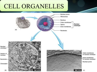 CELL ORGANELLES
 