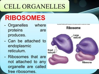 CELL ORGANELLES
RIBOSOMES
- Organelles where
proteins are
produces.
- Can be attached to
endoplasmic
reticulum.
- Ribosomes that are
not attached to any
organelle are called
free ribosomes.
 