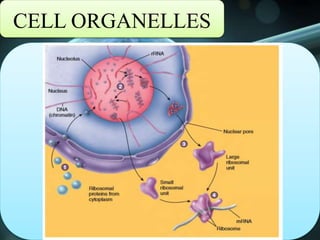 CELL ORGANELLES
 