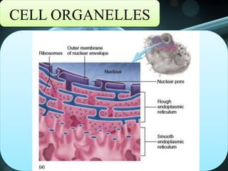 CELL ORGANELLES
 