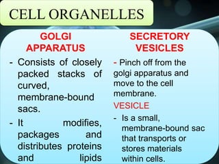 CELL ORGANELLES
GOLGI
APPARATUS
- Consists of closely
packed stacks of
curved,
membrane-bound
sacs.
- It modifies,
packages and
distributes proteins
and lipids
SECRETORY
VESICLES
- Pinch off from the
golgi apparatus and
move to the cell
membrane.
VESICLE
- Is a small,
membrane-bound sac
that transports or
stores materials
within cells.
 