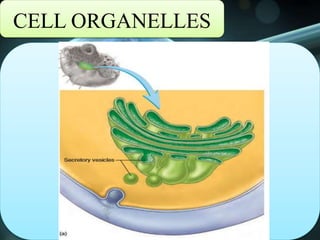 CELL ORGANELLES
 