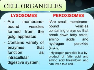 CELL ORGANELLES
LYSOSOMES
- Are membrane-
bound vesicles
formed from the
golgi apparatus
- Contains variety of
enzymes that
function as
intracellular
digestive system.
PEROXISOMES
-Are small, membrane-
bound vesicles
containing enzymes that
break down fatty acids,
amino acids and
hydrogen peroxide
(𝐻2 𝑂2)
- Hydrogen peroxide is a by-
product of fatty acid and
amino acid breakdown and
can toxic to a cell.
 