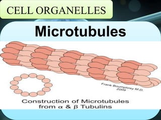 CELL ORGANELLES
Microtubules
 